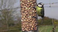 BLUE TIT ON THE PEANUTS